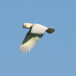 Yellow-crested Cockatoo