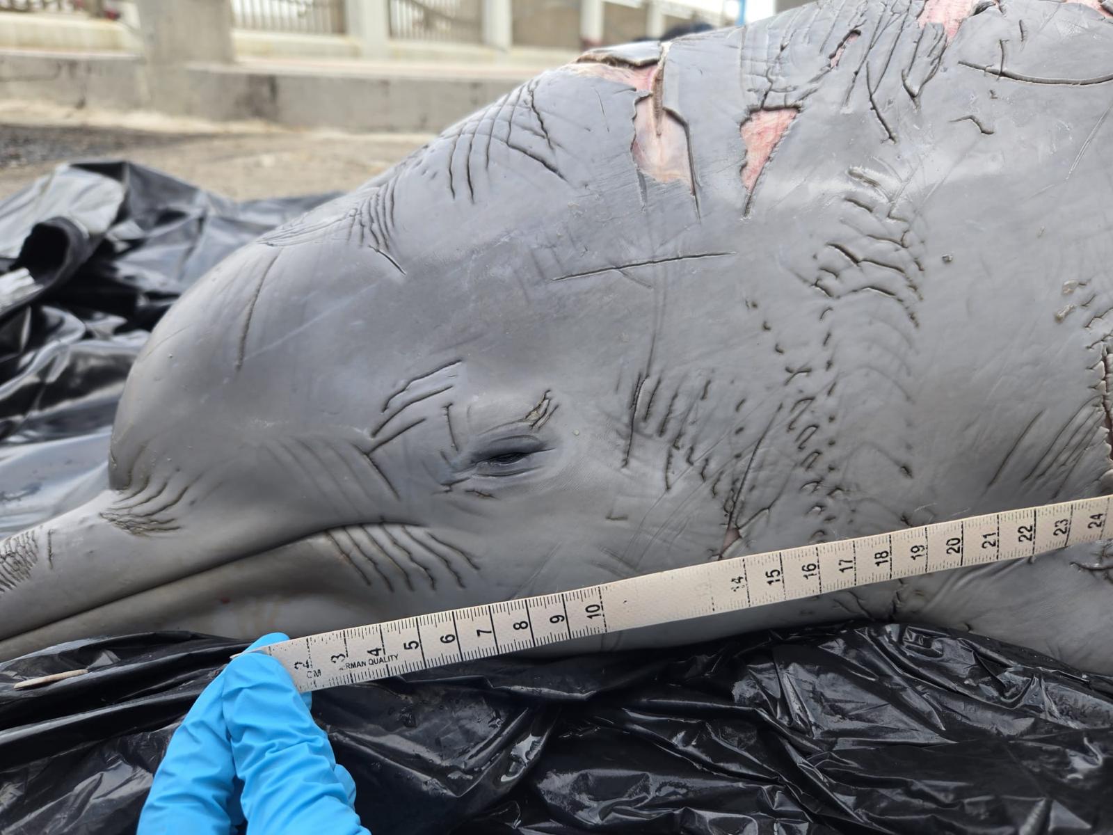 2025 Marine Life Stranding Report Released by Ocean Park Reveals 30 ...